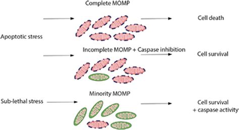 baxx company|MOMP, cell suicide as a BCL.